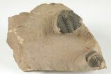 Metacanthina Trilobite - Lghaft, Morocco #204221-4